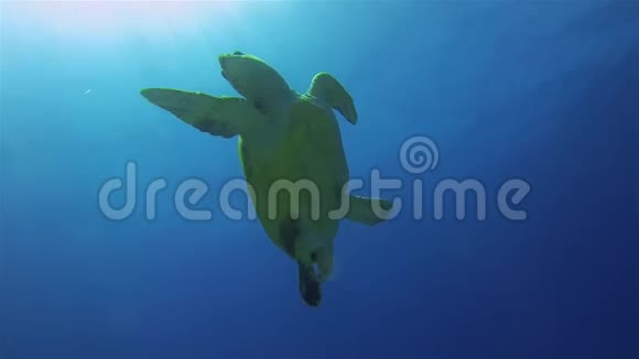 绿海龟宁静的蓝色阳光海面上优雅的海龟海洋生物视频的预览图