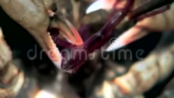 蟹黄在俄罗斯白海海底用爪子抓着战利品视频的预览图