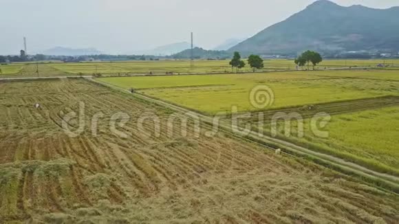 空中稻田上空盘旋映衬着丘陵的景色视频的预览图