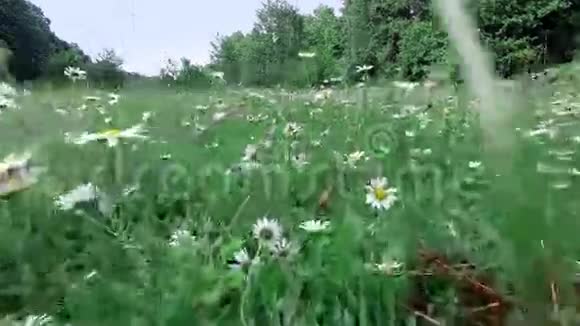 特写动作镜头在甘菊的草丛间移动仿佛有人在草地上行走视频的预览图