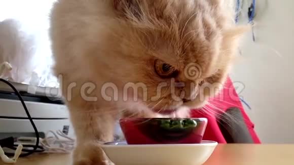 猫在饮水时的慢动作视频的预览图