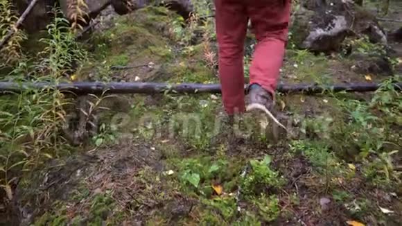 在美丽的秋天森林中的绿色苔藓上漫步生活方式慢动作4K镜头卡雷利亚俄罗斯视频的预览图