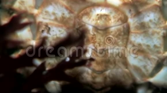 蟹黄在俄罗斯白海海底用爪子抓着战利品视频的预览图