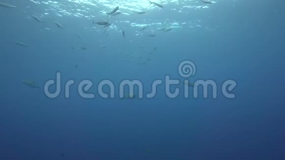 从雷维莱盖多群岛出发在圣贝代迪托岛的船下有一条银色鲨鱼视频的预览图