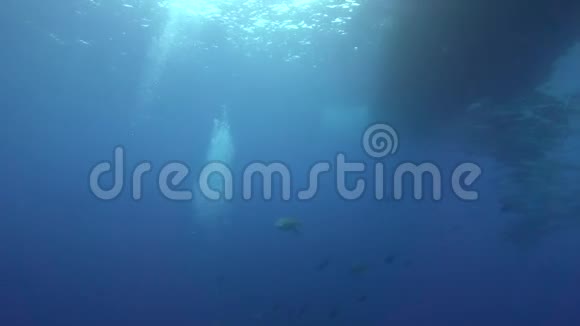 从雷维莱盖多群岛出发在圣贝代迪托岛的船下有一条银色鲨鱼视频的预览图