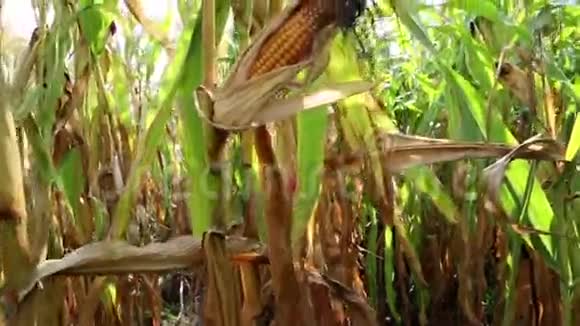 成熟的玉米芯视频的预览图