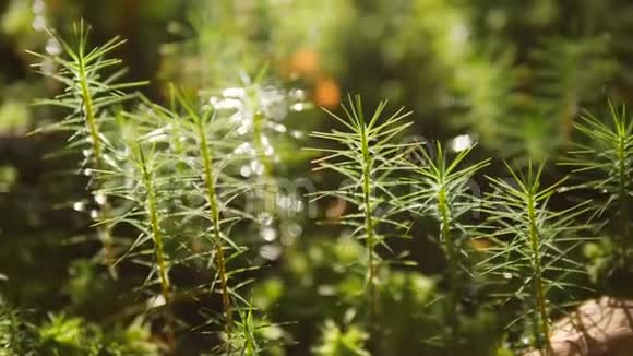 阳光秋林中的绿色小植物4K宏观自然慢动作视频的预览图