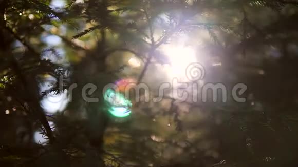 秋林中的阳光松林特写4K慢动作视频的预览图