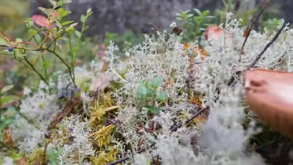 秋林中的蘑菇和白鹿苔俄罗斯北部的野生动物4K宏观慢动作视频的预览图