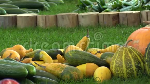 市场上有新鲜南瓜葫芦和胡瓜优质天然蔬菜品种优良健康视频的预览图
