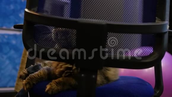 一只毛茸茸的猫坐在办公椅上它扭曲的高清1920x1080慢动作视频的预览图