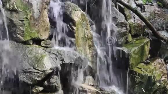 森林瀑布视频的预览图