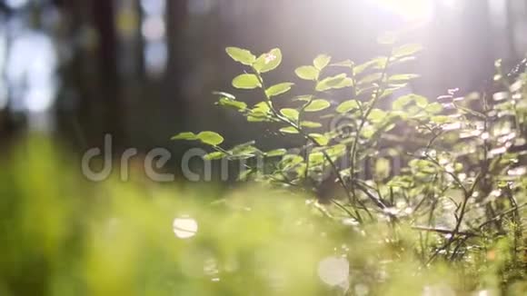 神奇的阳光秋林中的蓝莓灌木4K宏观慢动作视频的预览图