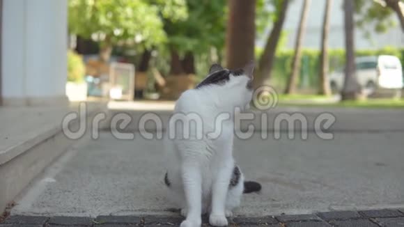 一只街猫站在欧洲老城里看的肖像视频的预览图