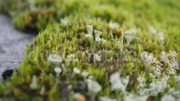 秋天森林中的绿色苔藓和小蘑菇4K宏观慢动作视频的预览图