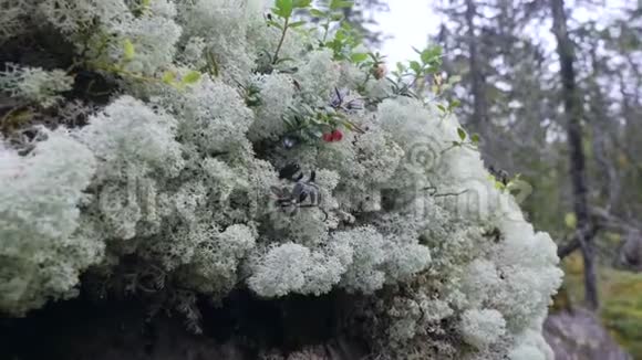 秋天森林里的白色驯鹿苔藓和红色蔓越莓宏观慢动作视频的预览图