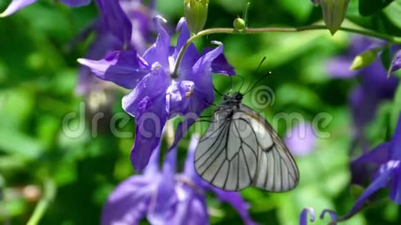 水花上的黑纹白蝶视频的预览图