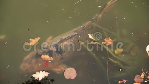 大鲤鱼在有落叶的池塘里慢慢地游近水面相机在左边视频的预览图