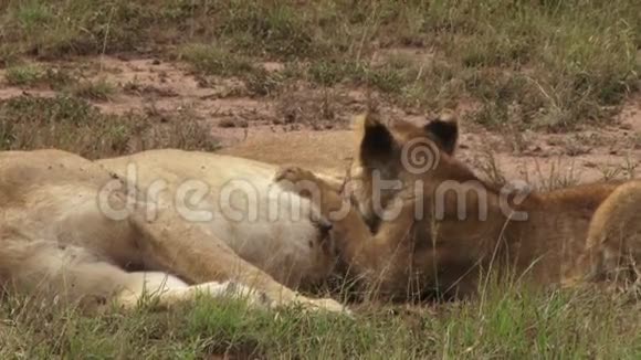 狮子幼崽哺乳视频的预览图