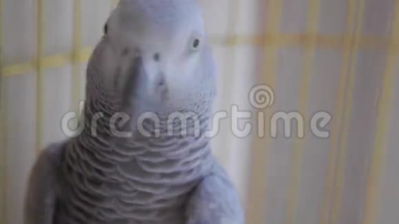 在家里笼子里的鹦鹉近一点视频的预览图
