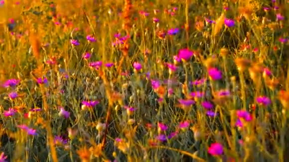 满是紫罗兰色小花的草甸视频的预览图