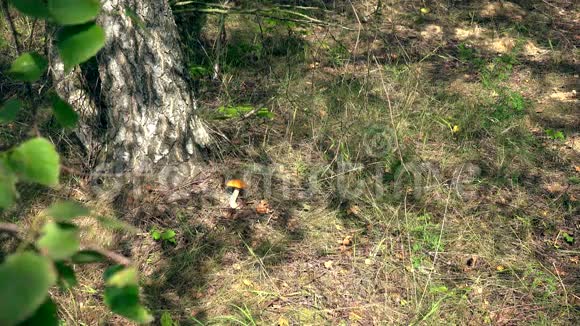 人们采摘生长在桦树下的牛肝菌蘑菇到柳条篮子视频的预览图