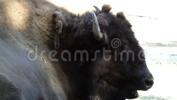 夏天一只棕色大野牛躺在动物园的草坪上视频的预览图