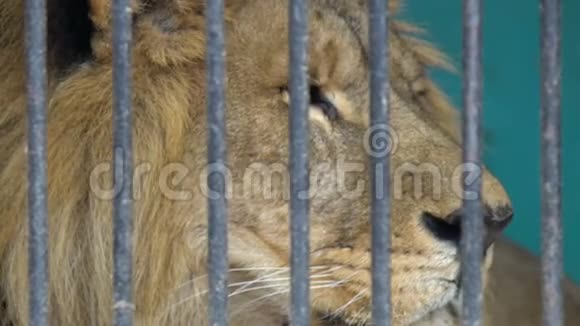 笼子里的狮子脸马戏团动物园里的残酷囚禁视频的预览图