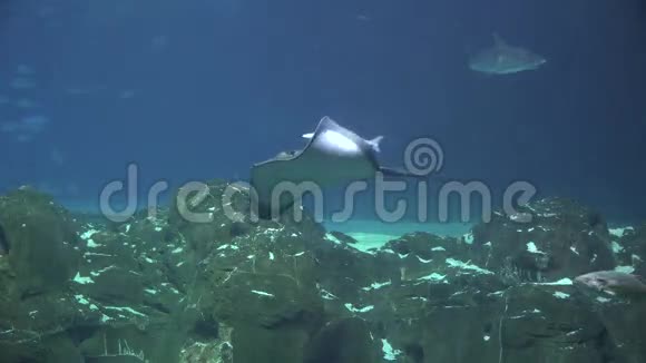 曼塔雷星阵海利水下鲨鱼视频的预览图