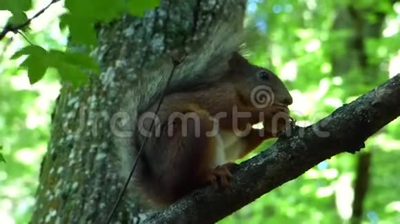 欧亚红松鼠黑松鼠坐在树枝上吃坚果视频的预览图