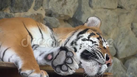 阳光明媚的一天一只沉睡的条纹老虎躺在动物园的岩石洞穴里视频的预览图