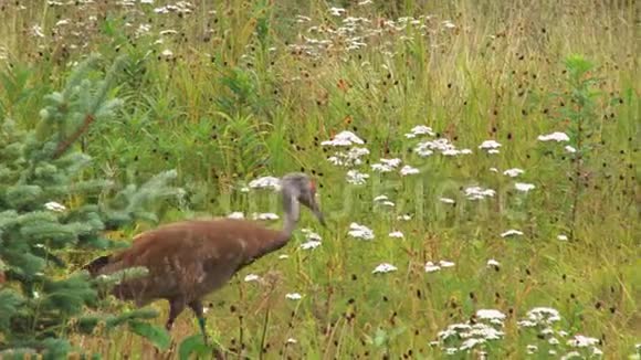 沙丘鹤穿过草地视频的预览图