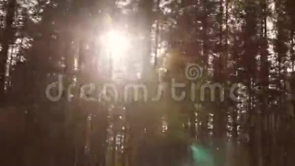 从车窗观赏阳光下的松树林秋林4K慢动作视频的预览图