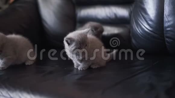三只苏格兰直猫在沙发上玩耍的肖像视频的预览图