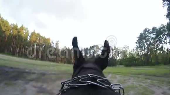 大黑狗背着摄像机跑视频的预览图