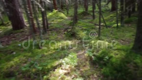 俄罗斯森林深处视频的预览图