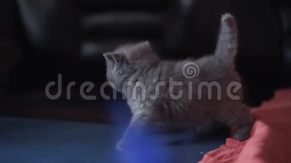 苏格兰可爱可爱的小猫在床上玩耍4K视频的预览图