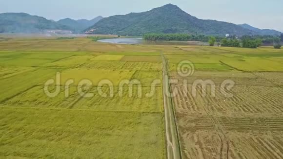 全景式观赏热带湖泊植物水稻种植视频的预览图