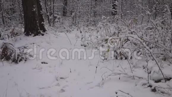 冬天的森林里下雪了视频的预览图