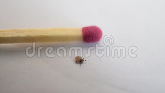 硬蜱在白色背景上爬行接近一个匹配的比较视频的预览图