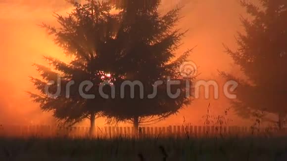 太阳从树上升起视频的预览图