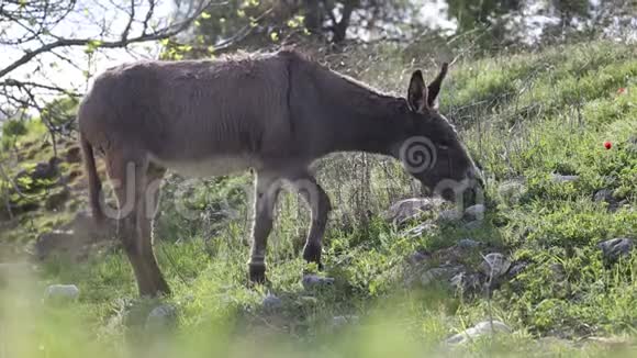 在村里吃草的驴子视频的预览图