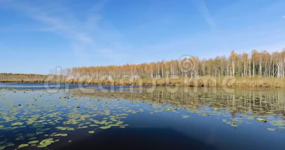 白俄罗斯生物圈保护区贝雷辛斯基秋天的景色与湖塘河和美丽的白桦林在另一个视频的预览图