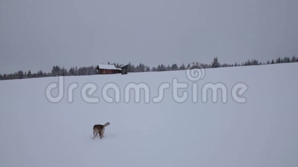 野狗在雪景上冬天户外野生动物视频的预览图