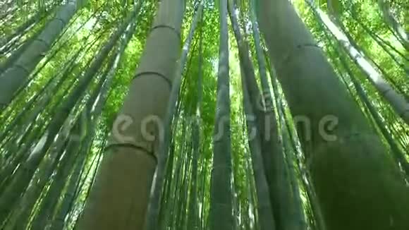 日本京都的竹林视频的预览图