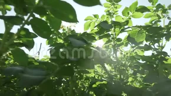 花园里种满鲜花的高大马铃薯丛录像视频的预览图