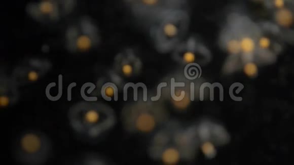 小而透明的海洋水母在黑暗的海水中游动着视频的预览图