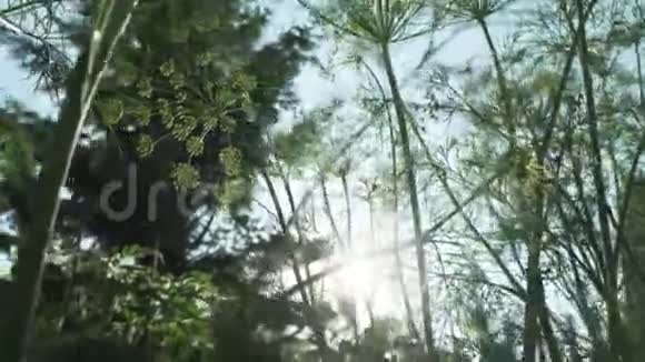 园床上的绿色小茴香成熟录像视频的预览图