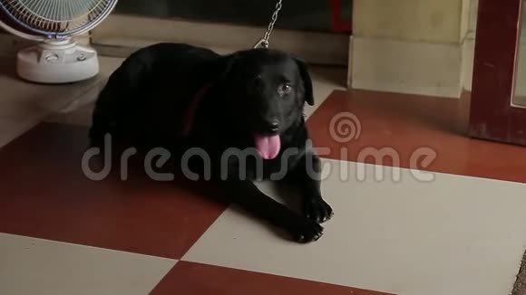 睡觉的黑色可爱的狗有风扇吹加热视频的预览图