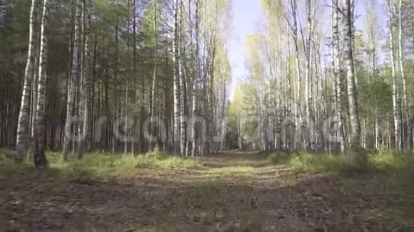 狗或一只小野生动物在森林中沿着道路行走第一人称景观秋天的路在白桦林中倒下视频的预览图